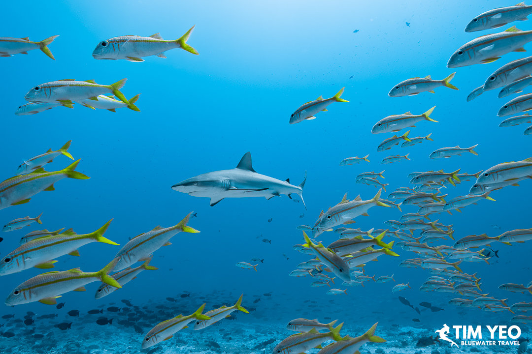 Some yellow-finned fish swim past