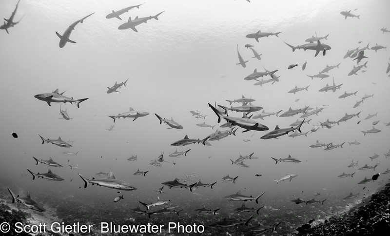 Hundreds of sharks during a grouper spawning dive trip in Fakarava