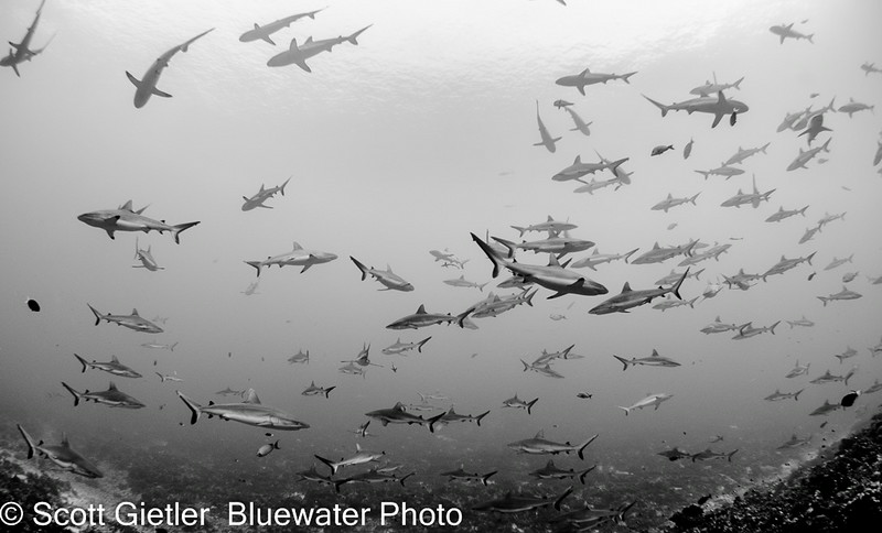 shark diving