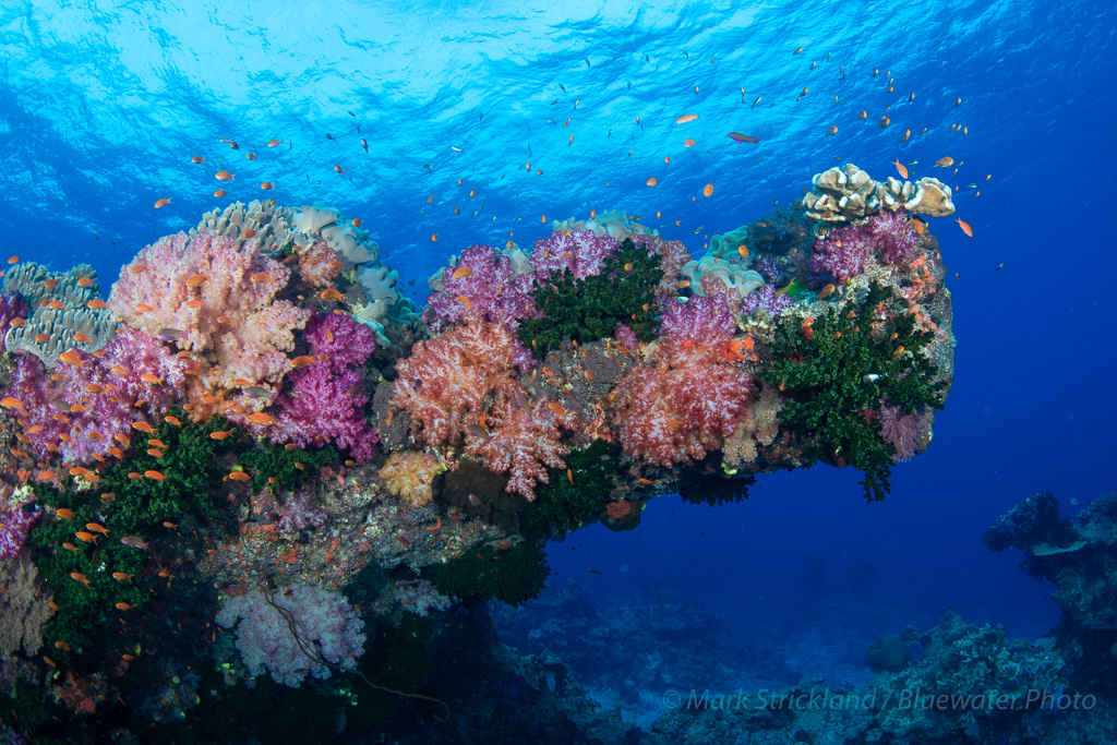 Famous soft corals in Fiji make it some of the best scuba diving in the world