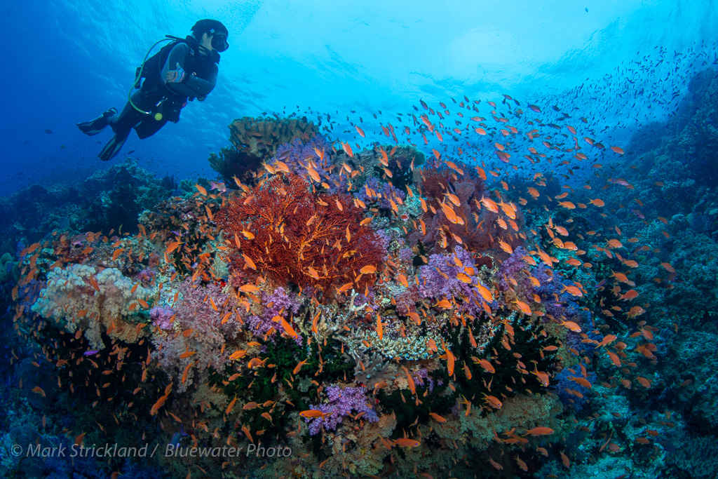 Divers explore a reef in Fiji