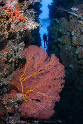 A diver explores a coral reef in Fiji