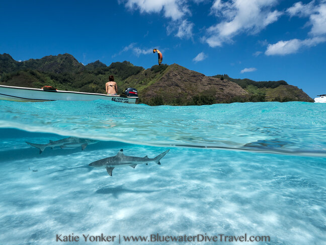 shark diving french polynesia