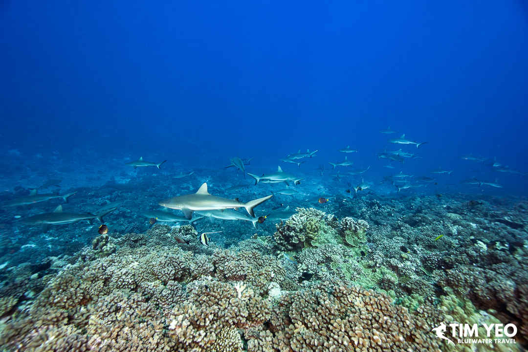 Black tip reef sharks cruise along the reef in Fakarava