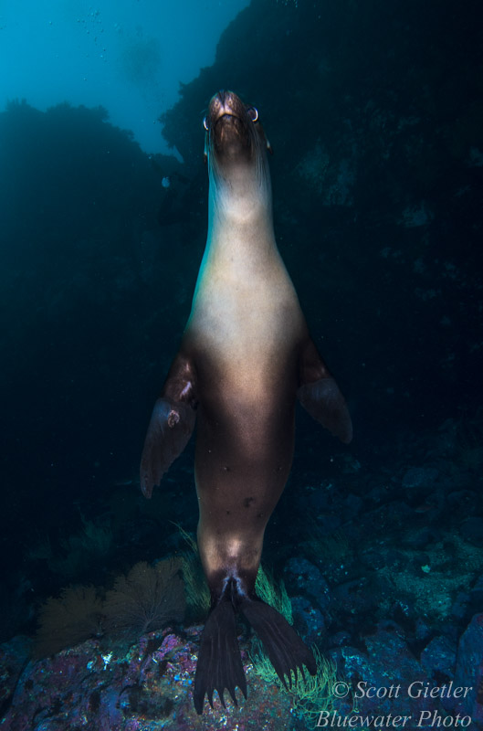 Galapagos sea lion diving
