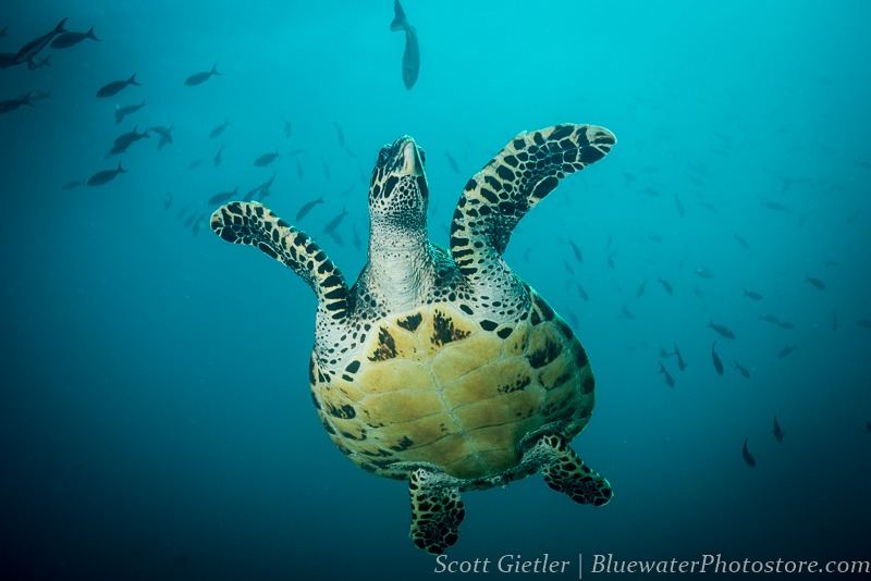 Galapagos turtle