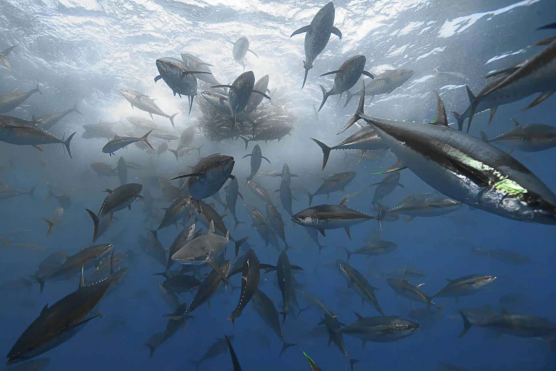 Galapagos Diving & Land Combo August 2025 Underwater Photography Guide