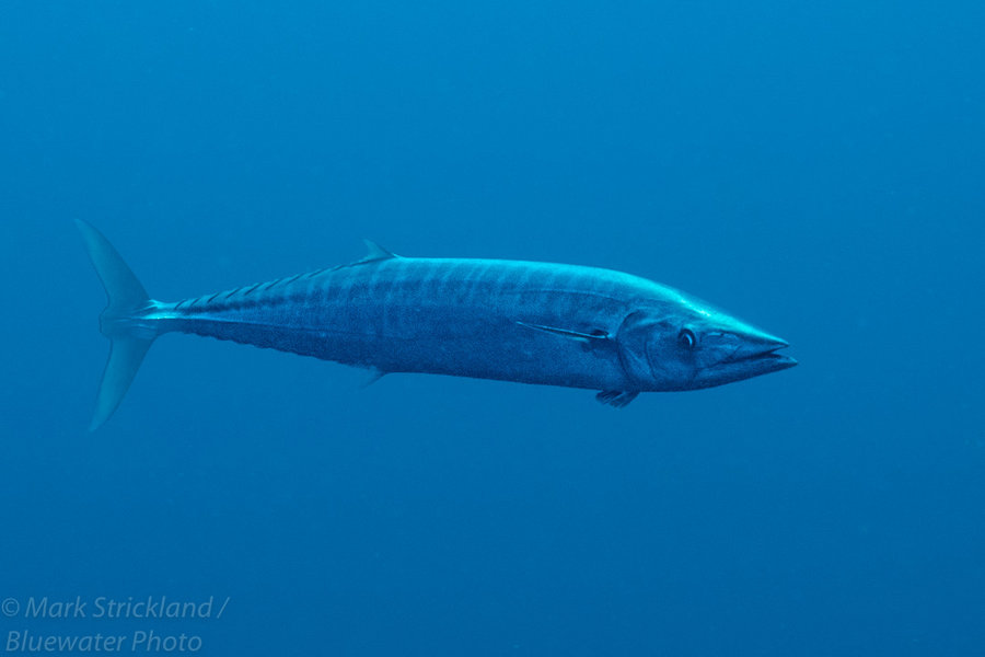 Galapagos Barracuda