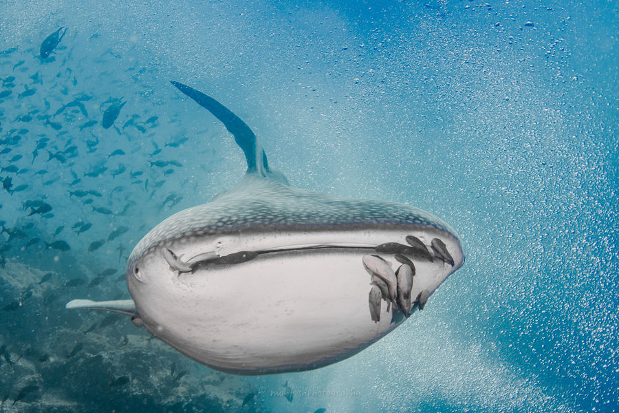 whale shark galapagos