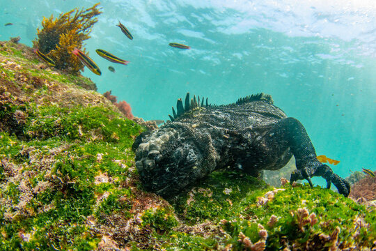 marine iguana galapagos