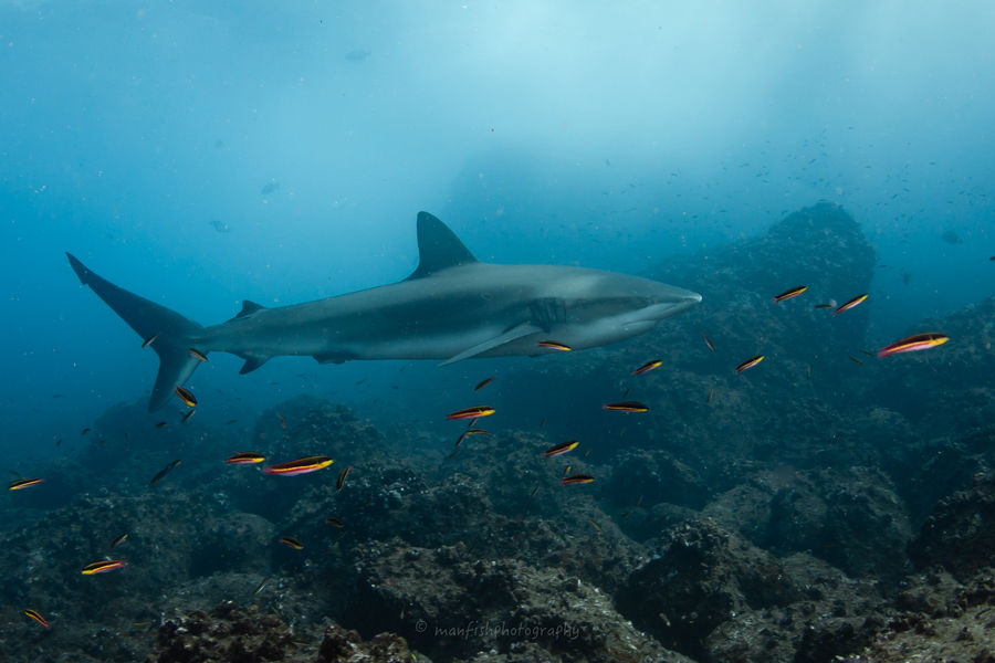 galapagos shark