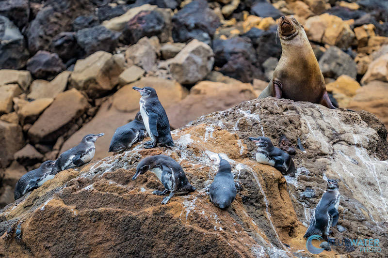 Sea lions and penguins on a rocky landscape in the Galapagos