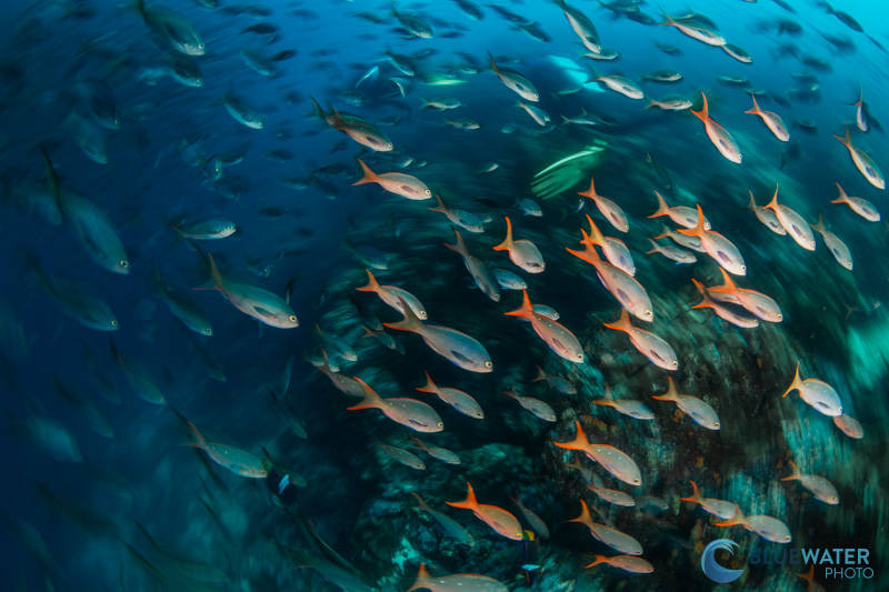 Schooling fish in the Galapagos