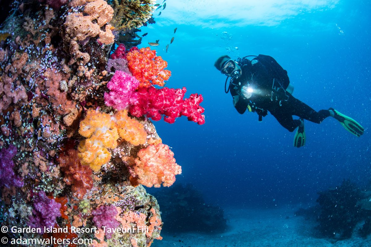 Garden Island Resort Fiji underwater photo
