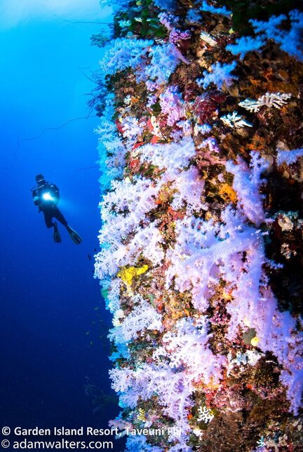 Garden Island Resort Fiji underwater photo
