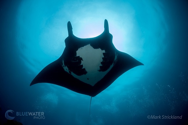 Manta Ray in Raja Ampat