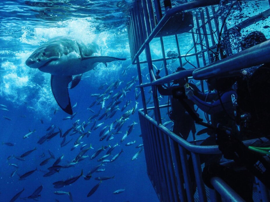 The World's Best Places to Shark Cage Dive - Bluewater Dive Travel