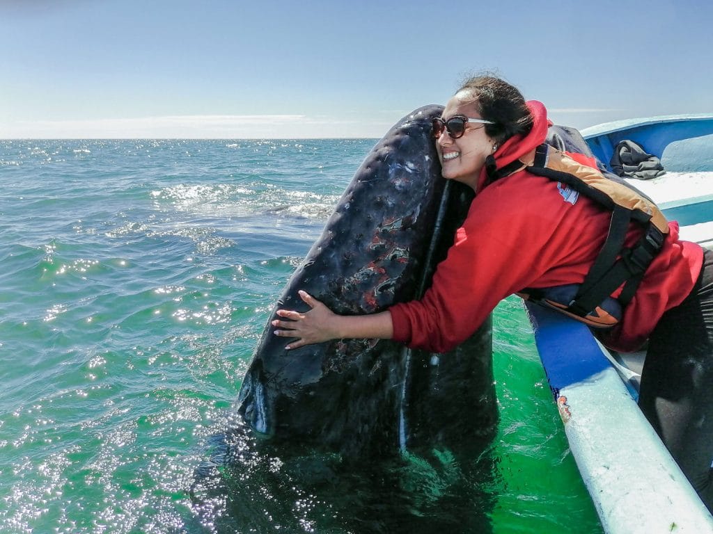These gray whales love to be hugged