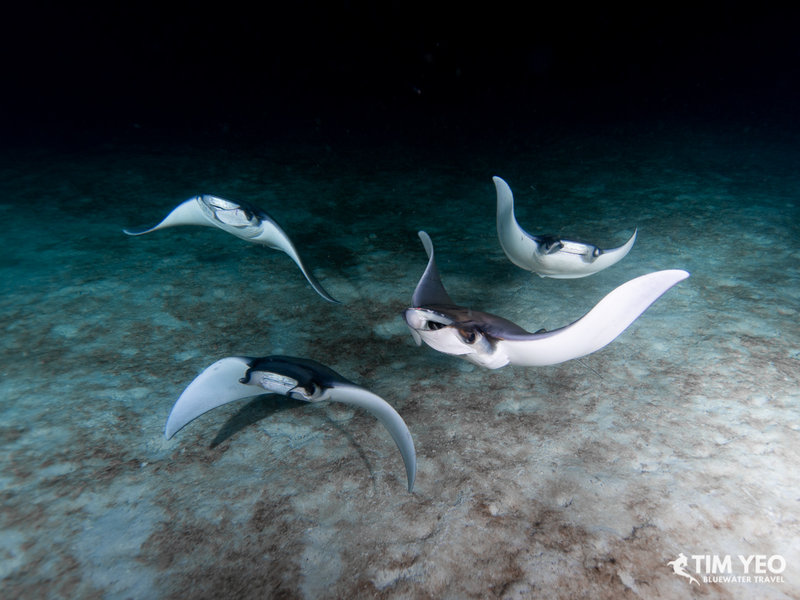 la paz diving