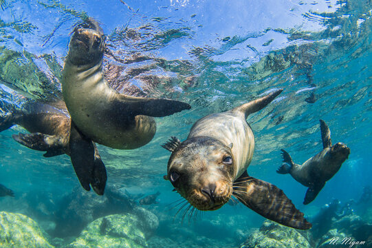 la paz diving