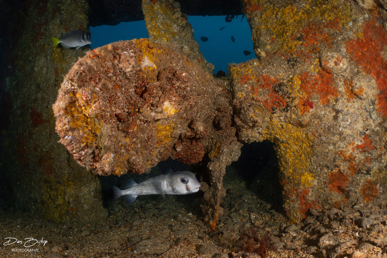 A porcupinefish hangs out under the propeller of the Salvatierra