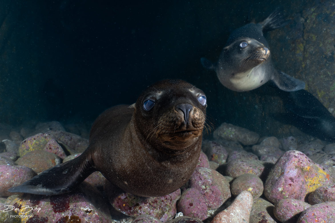 Curious sea lion pups in a shallow cave
