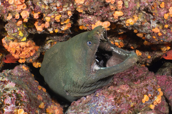 A large green moray hides in the coral