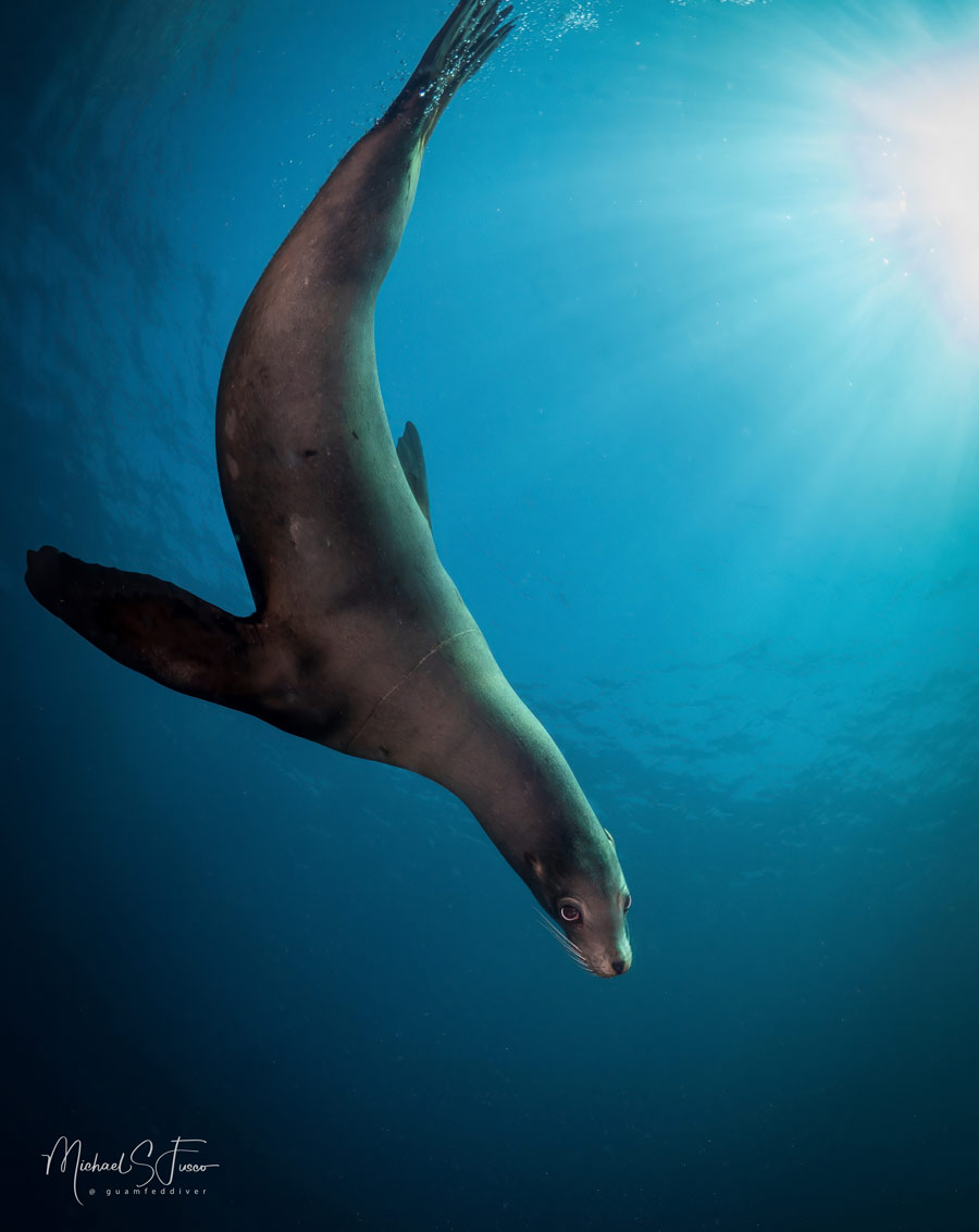 A sea lion dives in the blue at Los Islotes