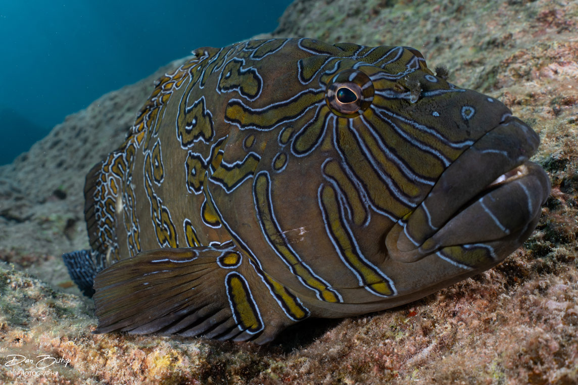 A giant hawkfish rests on a rock