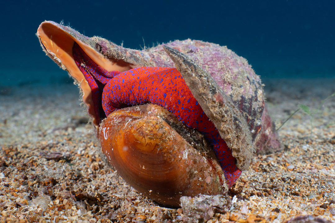 A conch moves slowly over the sea floor