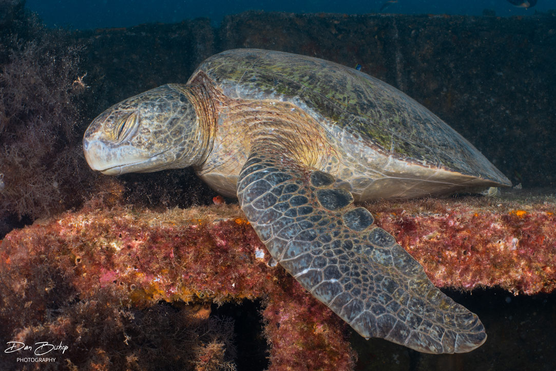 A turtle naps on the Fang Ming wreck