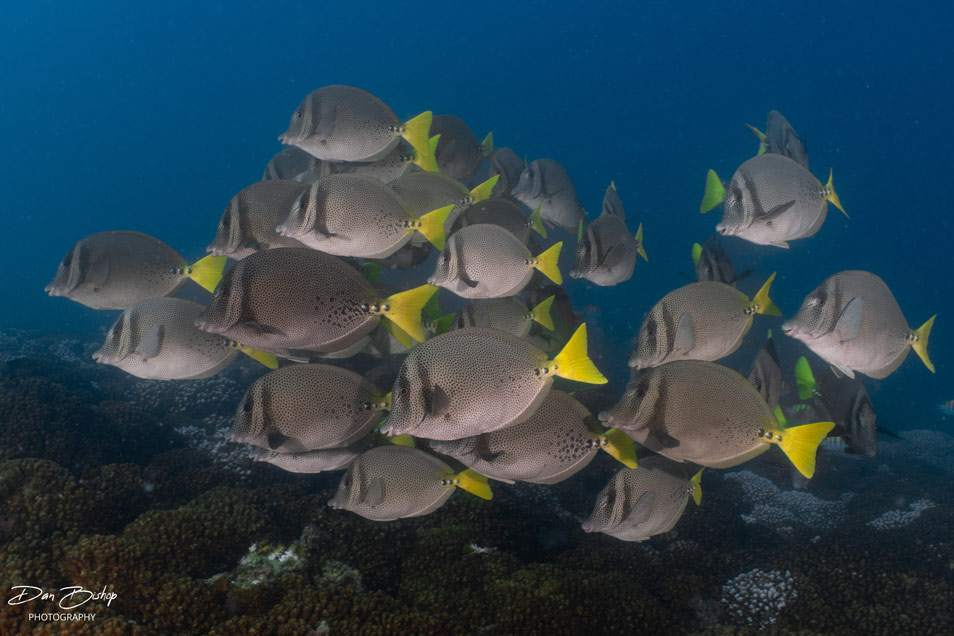 A school of yellowfin surgeonfish at La Reina