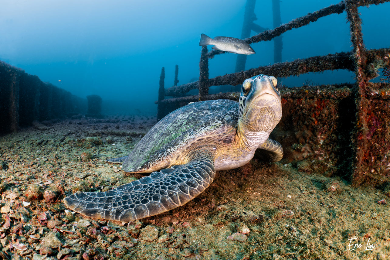 A turtle rests on the wreck of the Fang Ming
