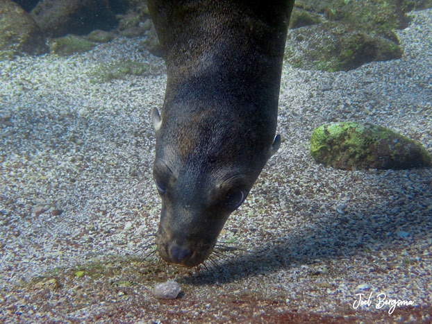 A sea lion pup plays with a rock