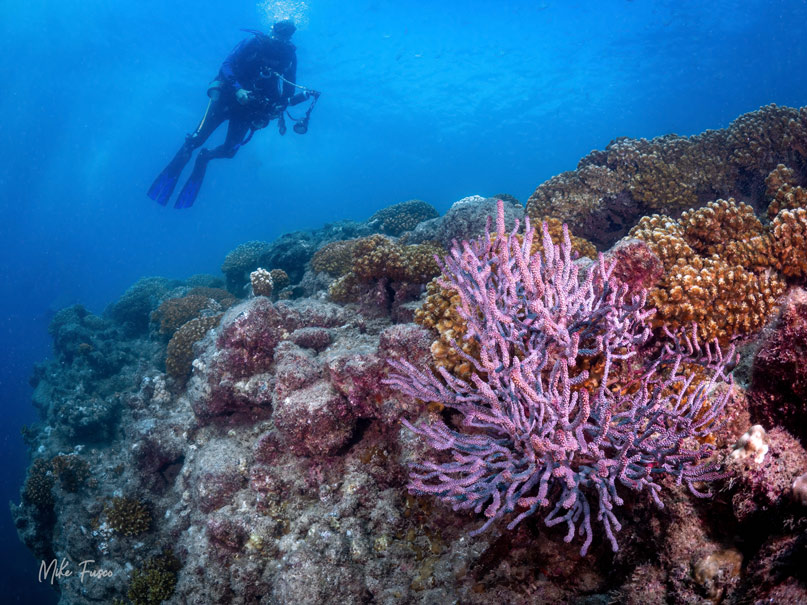 A diver poses in the background of a reefscape