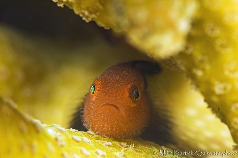 hairy goby