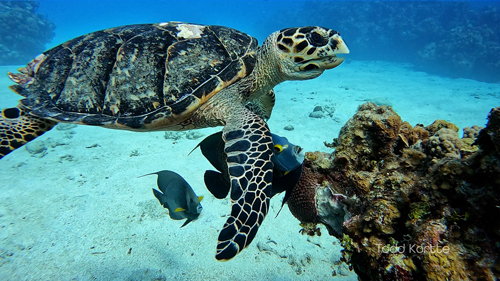 Turtle Cayman
