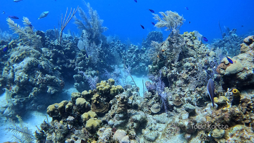 Wide Cayman reef