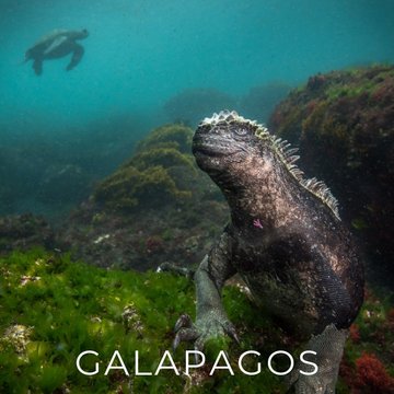 Liveaboard Deal Galapagos Scuba Diving | Bluewater Travel