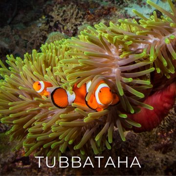 Liveaboard Deal Scuba Diving Tubbataha Philippines | Bluewater Travel