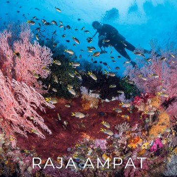 Liveaboard Deal Scuba Diving Raja Ampat Indonesia | Bluewater Travle