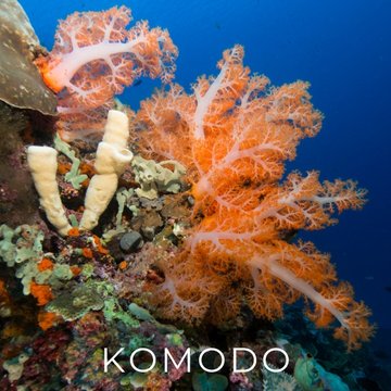 Liveaboard Deal Scuba Diving Komodo Indonesia | Bluewater Travel