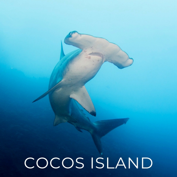 Liveaboard Deal Scuba Diving Cocos, Costa Rica | Bluewater Travel