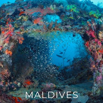 Liveaboard Deal Scuba Diving Maldives | Bluewater Travel