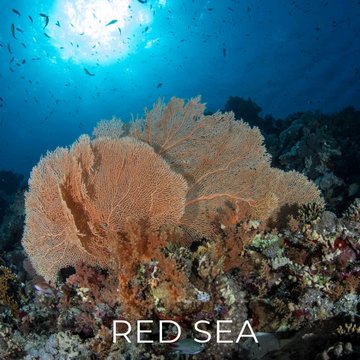 Liveaboard Deal Scuba Diving Red Sea Egypt | Bluewater Travel