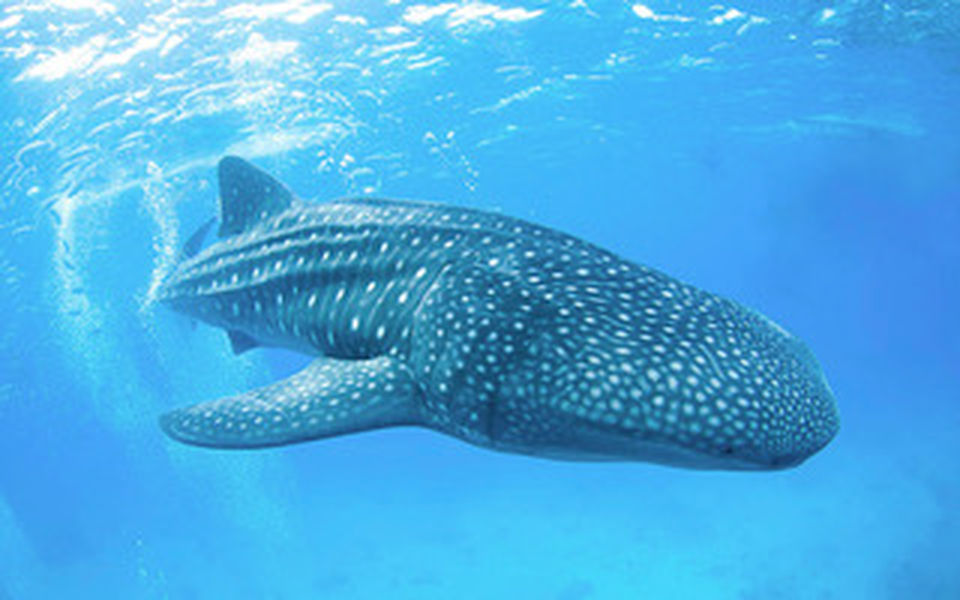 Magic Oceans Lila-Bohol Whale Shark Trip