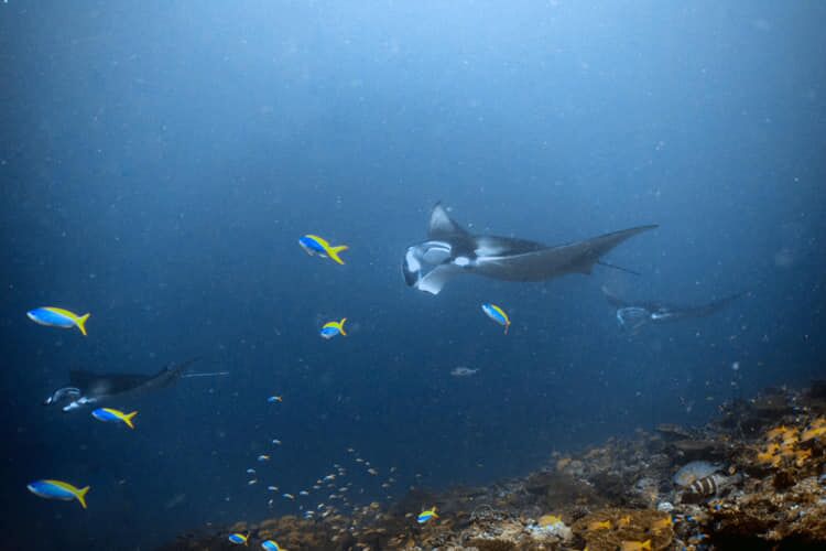 Best of Maldives Underwater Photo