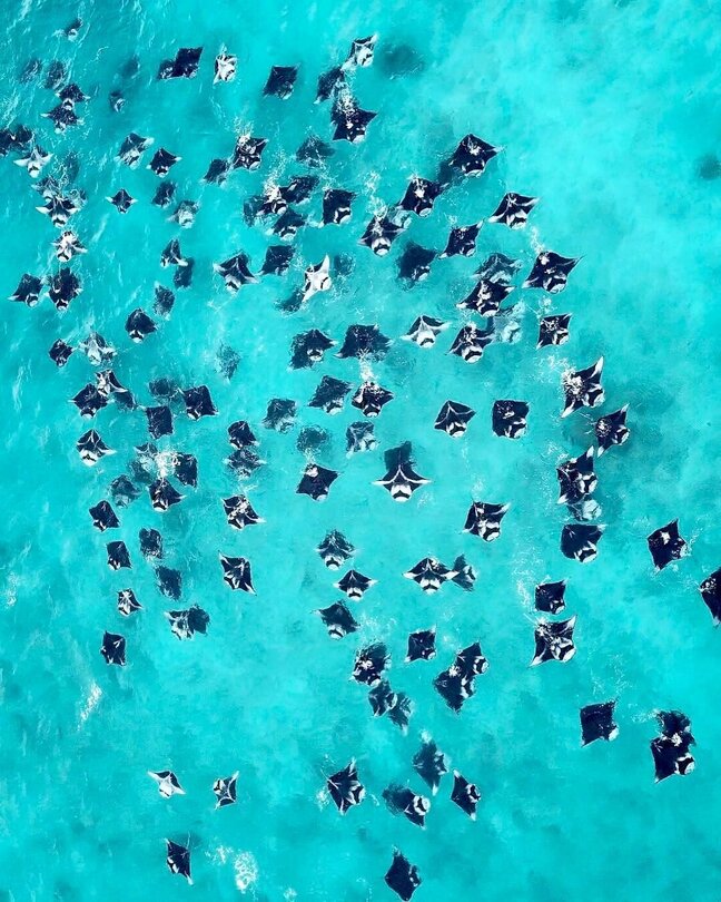 Hanifaru Bay Maldives Underwater Photo