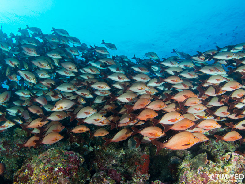 A school of fish in the Maldives