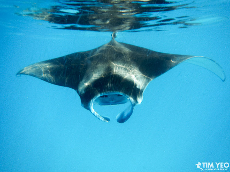 A manta ray in the Maldives
